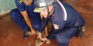 rescatan cunaguaro Apure