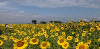 Portuguesa Feria del Girasol 2026