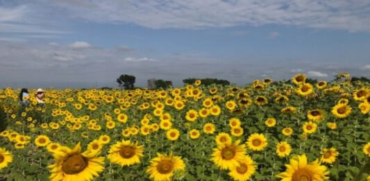 Portuguesa Feria del Girasol 2026
