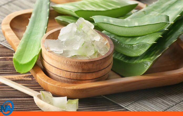 arrugas aloe vera arrugas aloe vera