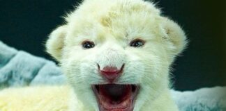 Zoológico de Aragua nacimiento dos crías León Blanco