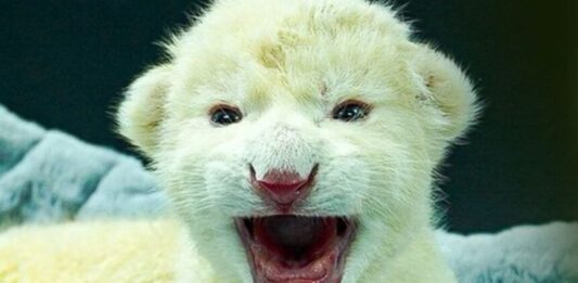 Zoológico de Aragua nacimiento dos crías León Blanco
