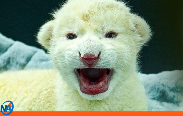 Zoológico de Aragua nacimiento dos crías León Blanco Zoológico de Aragua nacimiento dos crías León Blanco