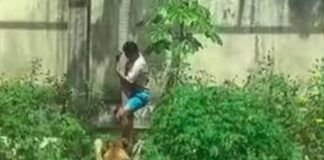 Muere joven tras invadir jaula de una leona