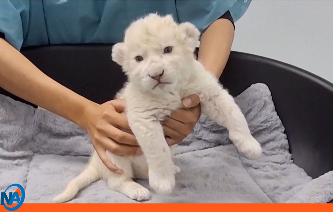Fallece un cachorro león blanco nacidos en Zoológico Las Delicia-1-1