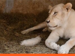 Fallece un cachorro león blanco nacidos en Zoológico Las Delicia