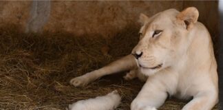 Fallece un cachorro león blanco nacidos en Zoológico Las Delicia