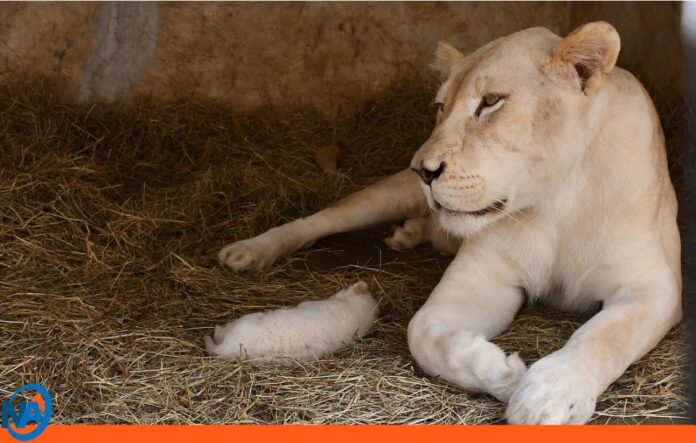 Fallece un cachorro león blanco nacidos en Zoológico Las Delicia Fallece un cachorro león blanco nacidos en Zoológico Las Delicia