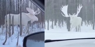 Viral: Alce blanco en la nieve cautiva al mundo en Canadá