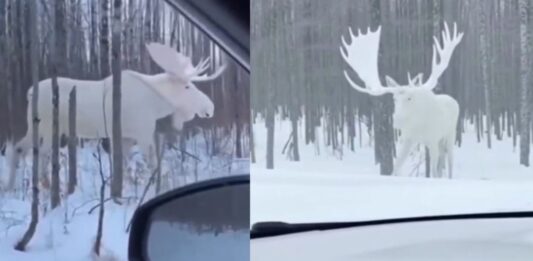 Viral: Alce blanco en la nieve cautiva al mundo en Canadá