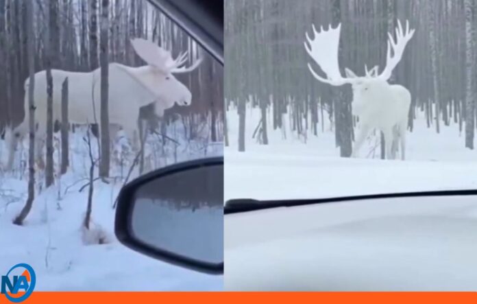 Viral: Alce blanco en la nieve cautiva al mundo en Canadá