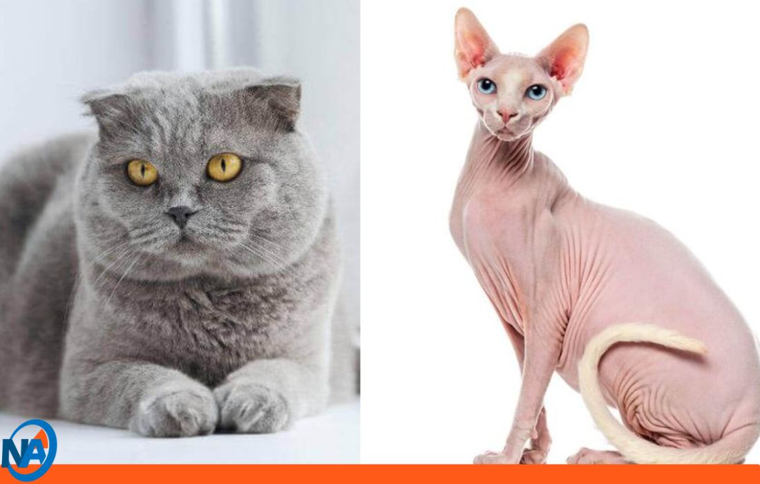 Países bajos prohibirá gatos Scottish Fold-1-1