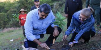 Venezuela proyecta siembra de árboles para 2026