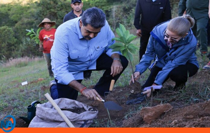 Venezuela proyecta siembra de árboles para 2026 Venezuela proyecta siembra de árboles para 2026