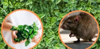 plantas aromáticas ratas