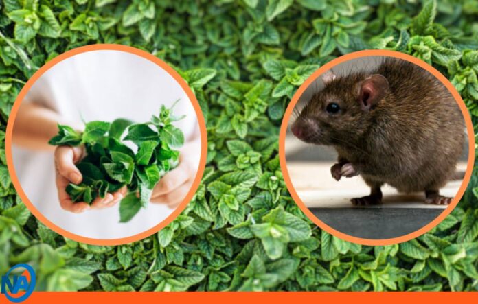 plantas aromáticas ratas