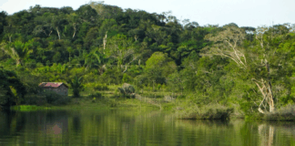 Amazonas: menor pierde la vida tras caer al río