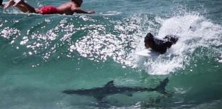 tiburones Byron Bay Australia