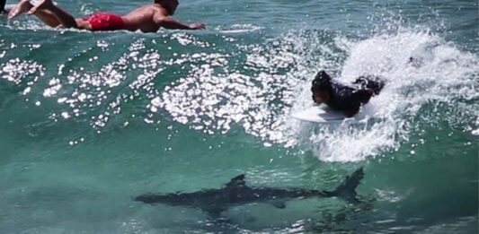 tiburones Byron Bay Australia