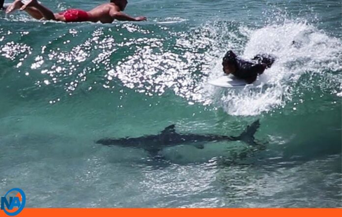 tiburones Byron Bay Australia tiburones Byron Bay Australia