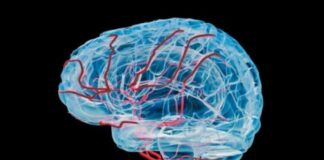 Descubren la 'llave' para flujo sanguíneo en cerebro