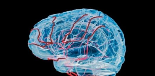 Descubren la 'llave' para flujo sanguíneo en cerebro
