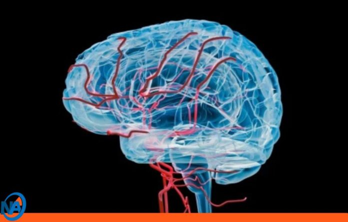 Descubren la 'llave' para flujo sanguíneo en cerebro