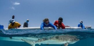 Panamá suspende exportación de tiburones y rayas