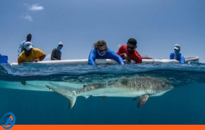 Panamá suspende exportación de tiburones y rayas