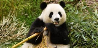 oso panda gigante peligro de extinción