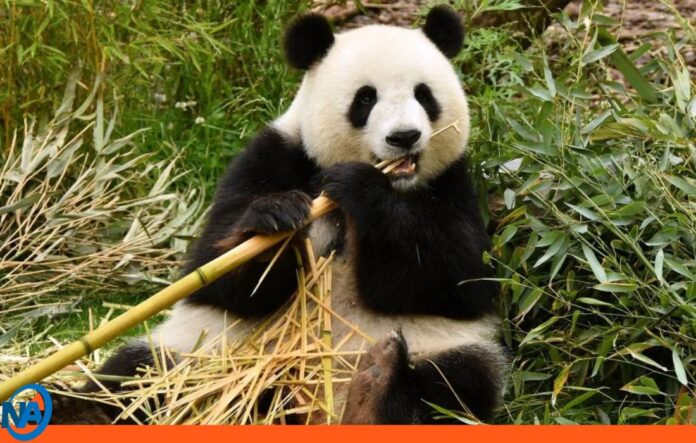 oso panda gigante peligro de extinción