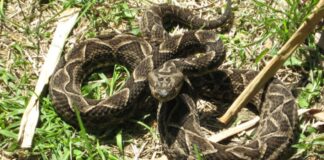 Fallece niña tras mordedura de serpiente