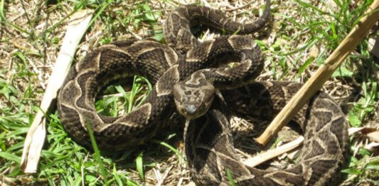 Fallece niña tras mordedura de serpiente