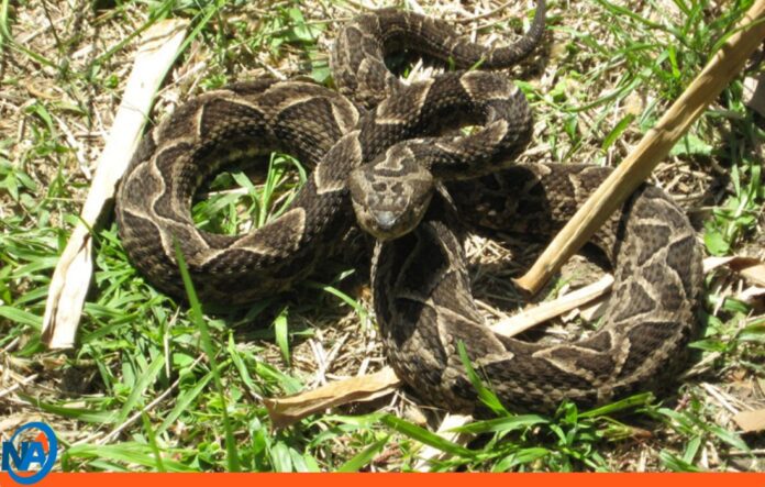 Fallece niña tras mordedura de serpiente (1) Fallece niña tras mordedura de serpiente