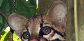 Fue encontrado cunaguaro sin vida en Maracay