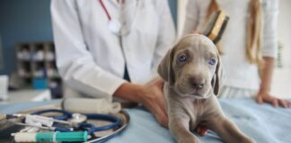 Moquillo canino