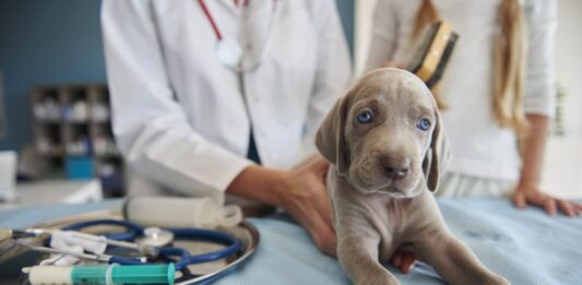 Moquillo canino