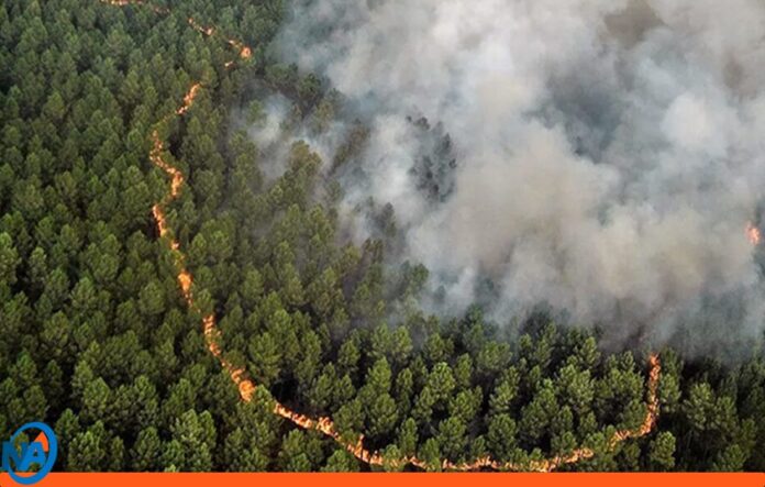 campaña nacional incendios forestales campaña nacional incendios forestales