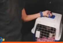Imputada mujer por desaparición de gatos tras procesos de «adopción responsable» desaparición gatos