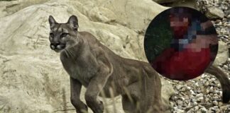 hombre atacado puma Carabobo
