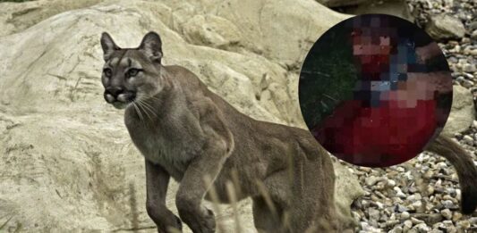 hombre atacado puma Carabobo
