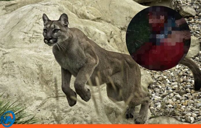 hombre atacado puma Carabobo hombre atacado puma Carabobo