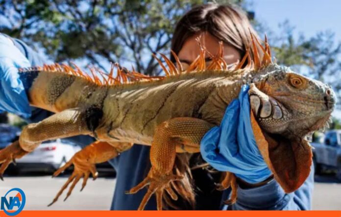 lluvia de iguanas Florida lluvia de iguanas Florida