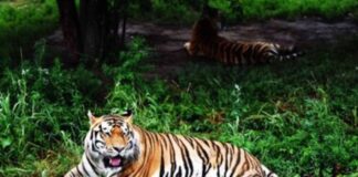 mueren tigres Tailandia