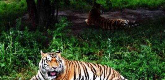 mueren tigres Tailandia