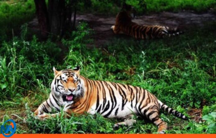 mueren tigres Tailandia