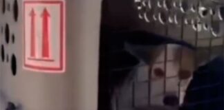 rescate canina abuso Nueva Esparta