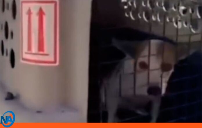 rescate canina abuso Nueva Esparta