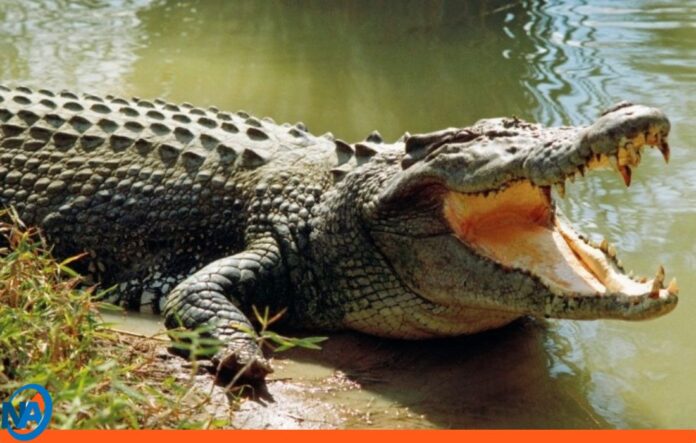 Dominicana cocodrilo en fuga