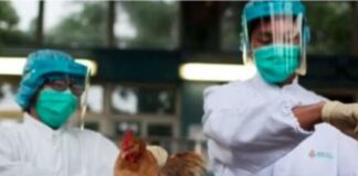 Italia: Confirman contagio de gripe aviar H9N2